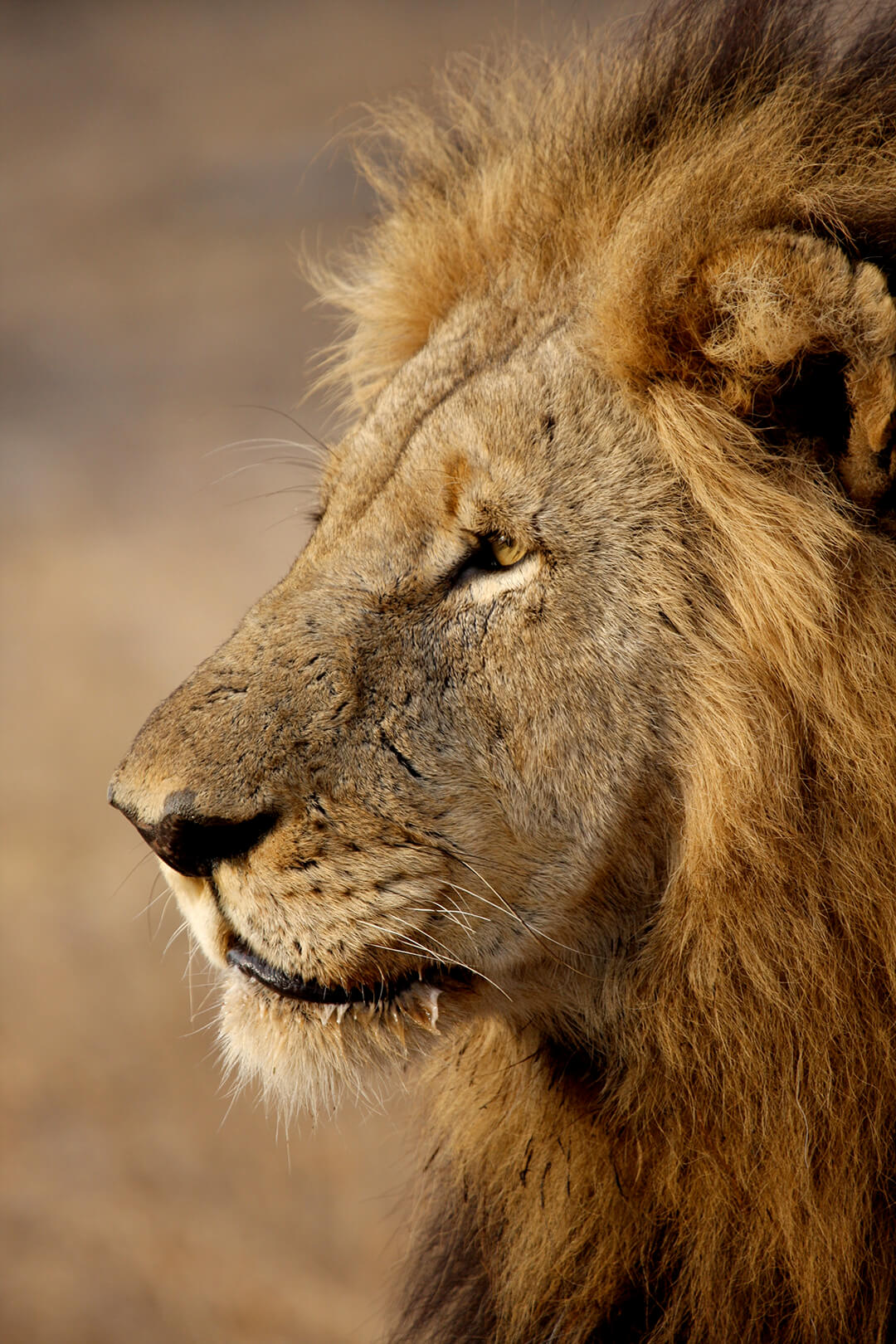 Lion profile - photograph by Malcolm Bowling